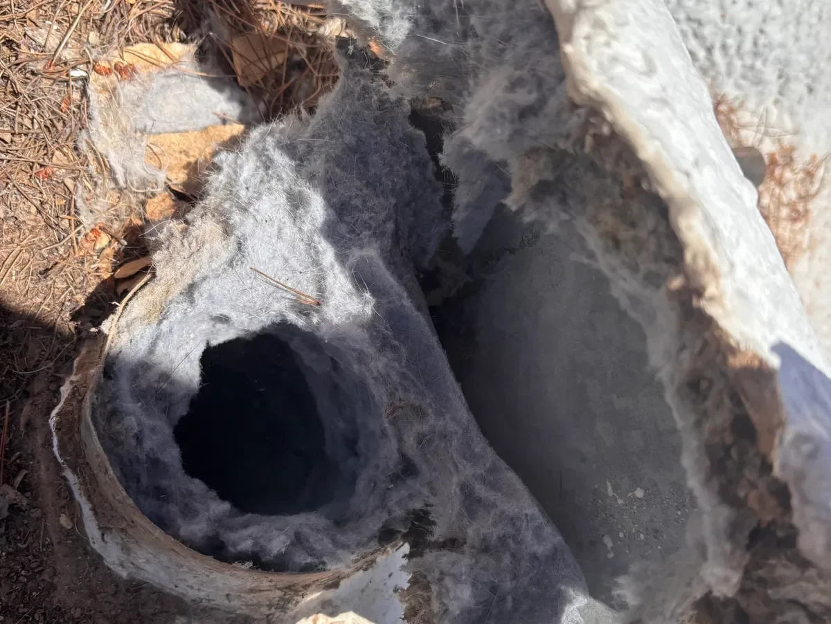 Dryer vent opening choked shut with packed gray lint